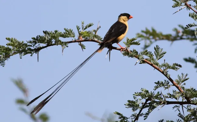 File:Shaft-tailed whydah, Vidua regia, at Pilanesberg National Park, Northwest Province, South Africa (28039399853).jpg