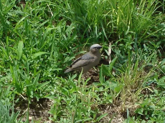 File:Grey-capped Social Weaver^ Pseudonigrita arnaudi - Flickr - gailhampshire.jpg