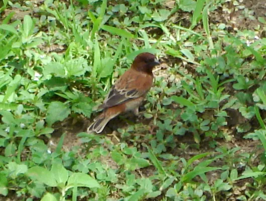 File:Chesnut Sparrow. Passer eminibey - Flickr - gailhampshire.jpg
