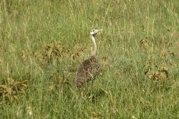 File:White-bellied Bustard. (W.B. Khorhaan). Eupodotis senegalensis - Flickr - gailhampshire.jpg