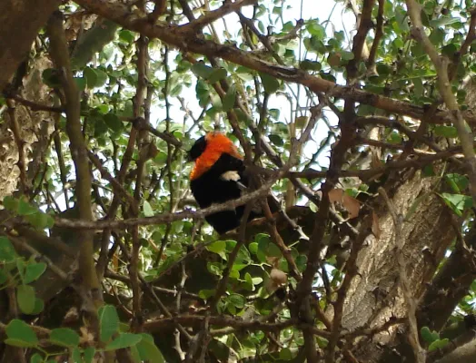 File:Black Bishop. Euplectes Gierowii - Flickr - gailhampshire.jpg