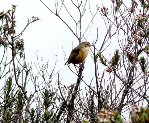 File:Tawny Antpitta. Grallaria quitensis - Flickr - gailhampshire.jpg