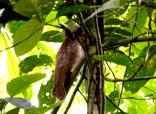 File:Crested Owl. Lophostrix cristata. - Flickr - gailhampshire.jpg