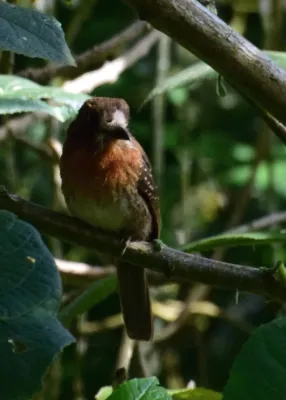 File:Malacoptila mystacalis (Bigotudo canoso) (28162350842).jpg