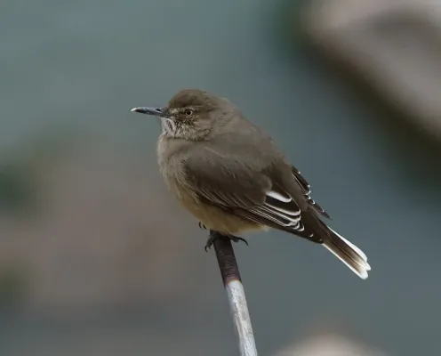 File:Agriornis montanus - Black-billed shrike-tyrant.jpg