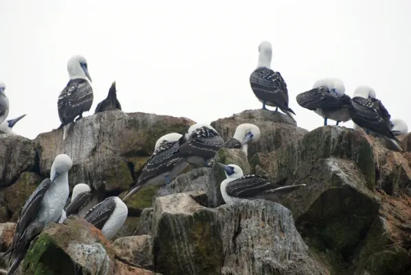 File:Sula variegata, Peru 1.jpg