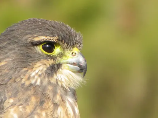 File:Falco novaeseelandiae Ken Paterson 1.jpg
