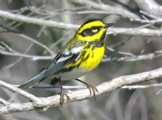 File:Setophaga townsendi, San Luis Obispo County, California 1.jpg