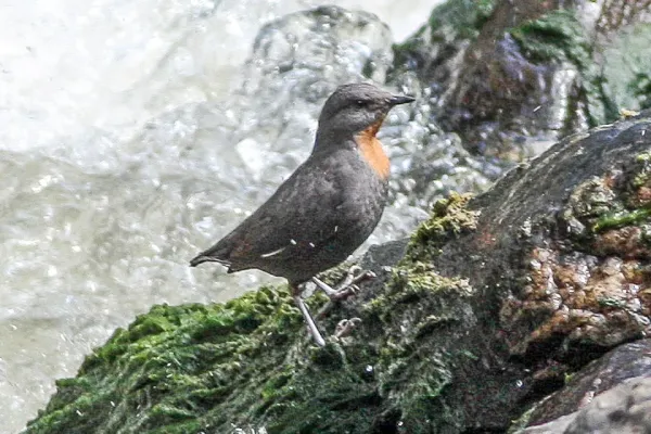 File:Cinclus schulzii Tucuman 1.jpg