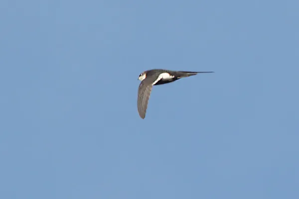 File:Aeronautes saxatalis, Patagonia Lake, Arizona 1.jpg