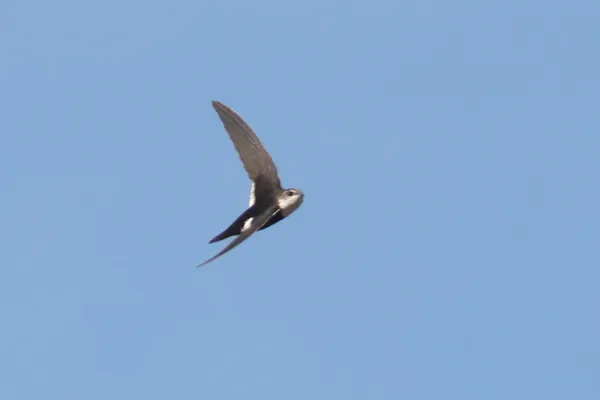File:Aeronautes saxatalis, Patagonia Lake, Arizona 2.jpg