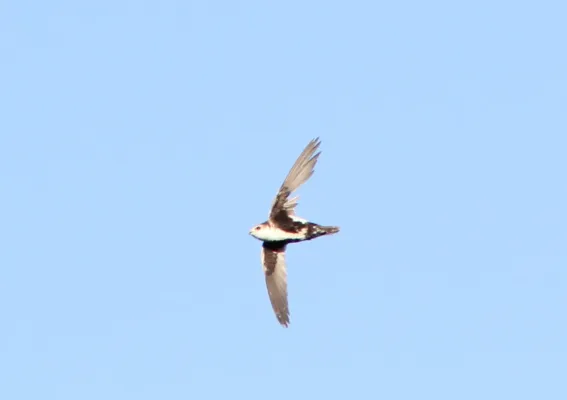 File:Aeronautes saxatalis, Kerr Dam, Montana 1.jpg