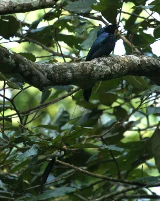 File:Lesser Racket-tailed Drongo Dicrurus remifer by Dr. Raju Kasambe IMG 0890 (5).jpg
