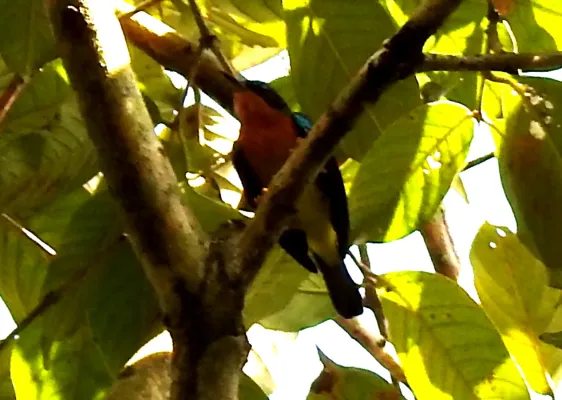 File:Ruby-cheeked Sunbird Chalcoparia singalensis Male by Dr. Raju Kasambe.jpg