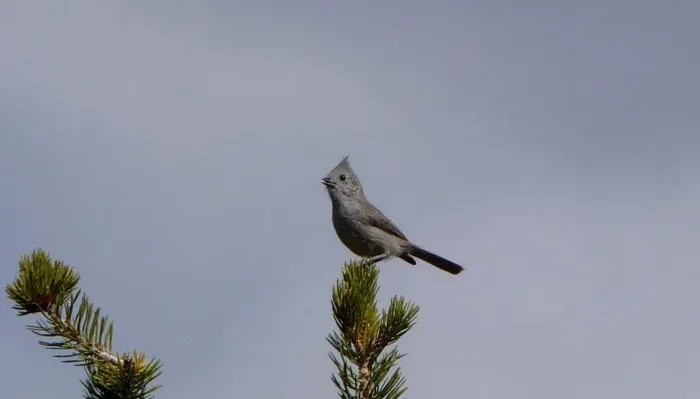 File:Juniper Titmouse. Baeolophus ridgwayi - Flickr - gailhampshire (1).jpg