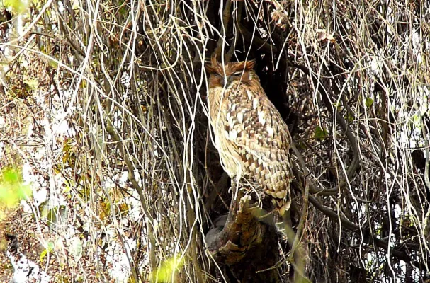File:Tawny fish owl. Ketupa flavipes - Flickr - gailhampshire.jpg