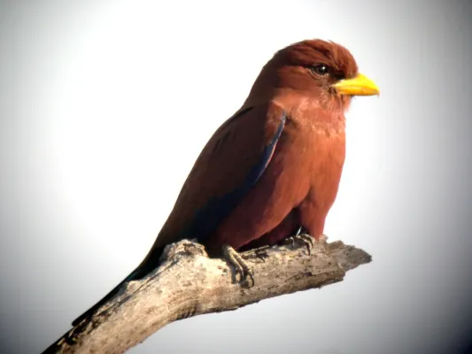 File:Broad-billed Roller. Eurystomus glaucurus - Flickr - gailhampshire.jpg