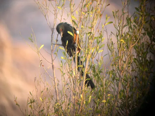 File:Madagascar Coucal. Centropus toulou - Flickr - gailhampshire.jpg