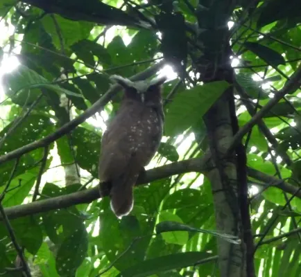 File:Crested Owl. Lophostrix cristata - Flickr - gailhampshire.jpg