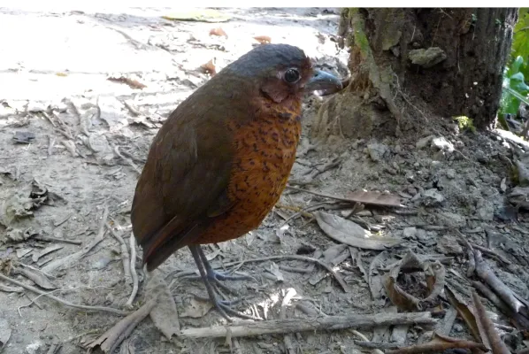 File:Giant Antpitta. Grallaria Gigantea - Flickr - gailhampshire.jpg