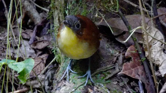 File:Yellow breasted Antpitta. Grallaria Flavotincta - Flickr - gailhampshire.jpg