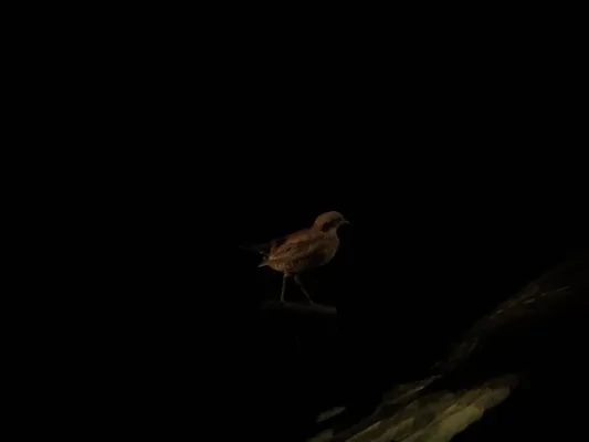 File:Gurney's pitta (Hydrornis gurneyi).jpg