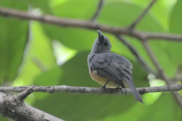 File:Monarcha cinerascens - Talaud Islands (1).jpg