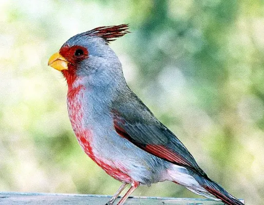 File:Cardinalis sinuatus- the Pyrrhuloxia - Flickr - Dick Culbert.jpg