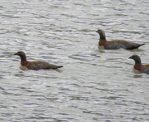 File:Chloephaga poliocephala - Flickr - Dick Culbert.jpg
