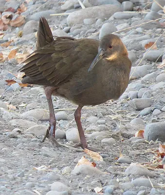 File:Pardirallus sanguinolentus landbecki - Flickr - Dick Culbert.jpg