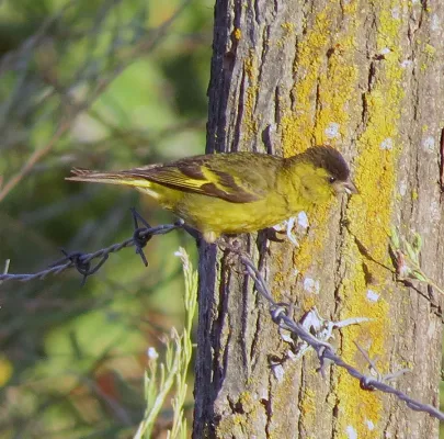 File:Black-chinned Siskin Spinus barbatus, central Chile.jpg
