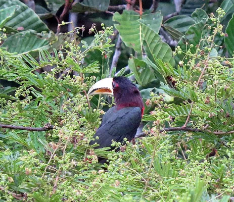 File:Pteroglossus azara - Flickr - Dick Culbert.jpg