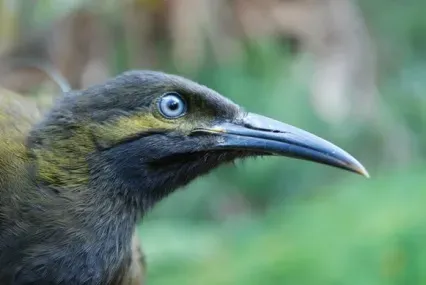 File:USFWS Gymnomyza samoensis R. Stirnemann (21868973260).jpg
