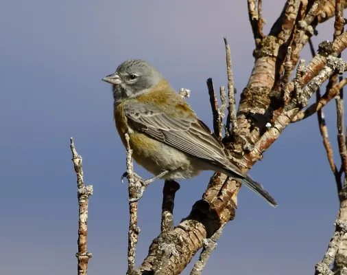File:Phrygilus gayi - Gray-hooded sierra finch (female).jpg