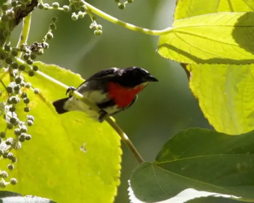 File:Grey-sided Flowerpecker, Dicaeum celebicum celebicum - Male.jpg