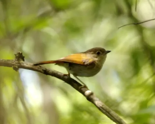 File:Javan Fulvetta (Alcippe pyrrhoptera).jpg