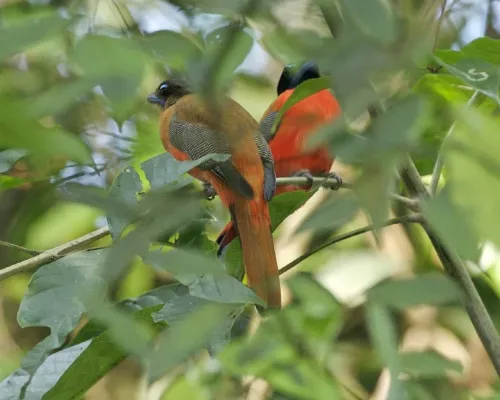 File:Scarlet-rumped Trogon (Harpactes duvaucelii) - pair.jpg