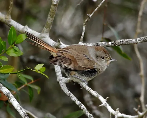 File:Asthenes baeri - Short-billed canastero.jpg
