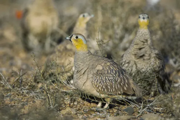 File:Pterocles coronatus.jpg