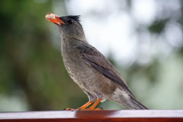 File:Seychelles Bulbul - Hypsipetes crassirostris.jpg