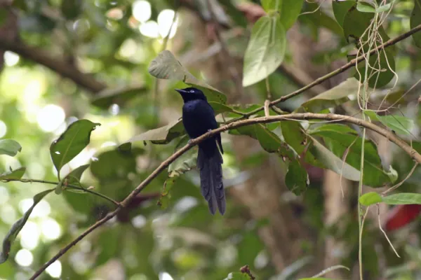 File:Seychelles Paradise Flycatcher, Terpsiphone corvina.jpg