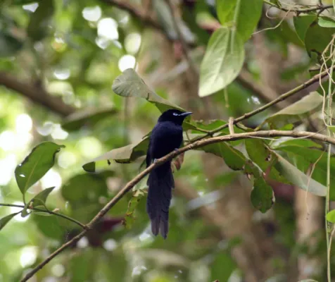 File:Seychelles Paradise Flycatcher - Terpsiphone corvina 2.jpg