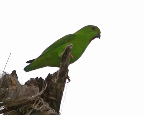File:Loriculus stigmatus -Indonesia-4.jpg