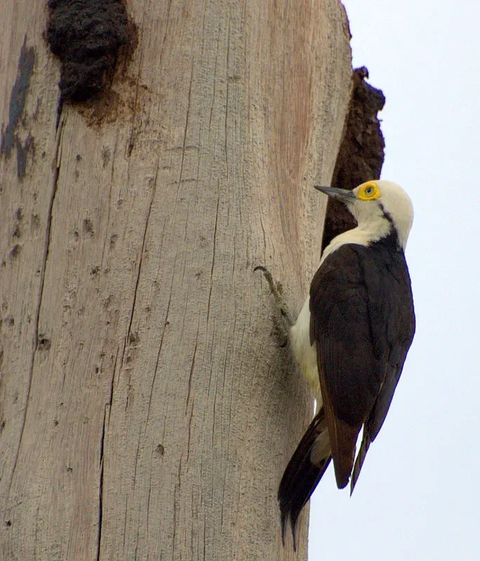 File:BIRRO, PICA-PAU-BRANCO ( Melanerpes candidus ).jpg