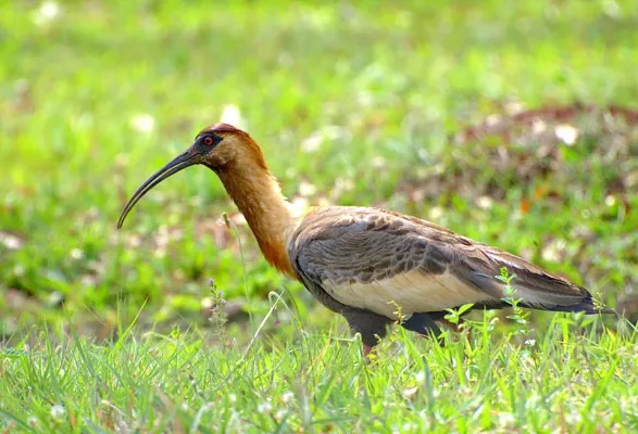 File:CURICACA ( Theristicus caudatus ).jpg