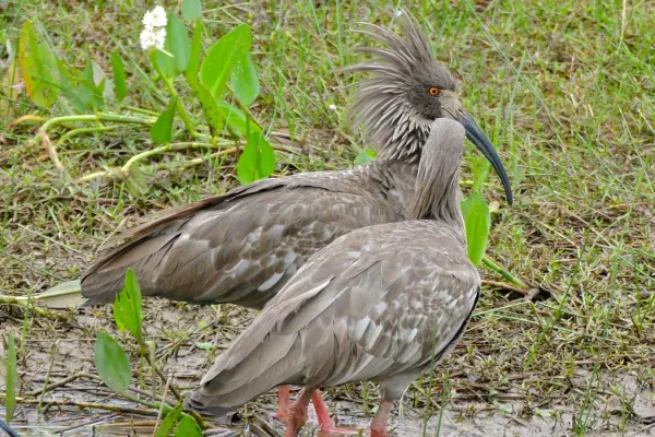 File:Plumbeous Ibis (Theristicus caerulescens) couple (28957826532).jpg