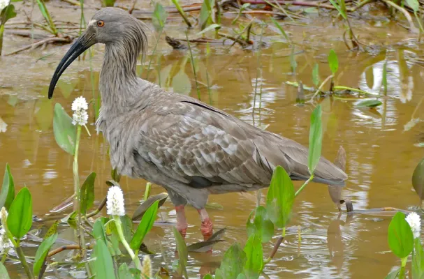 File:Plumbeous Ibis (Theristicus caerulescens) (27217387604).jpg