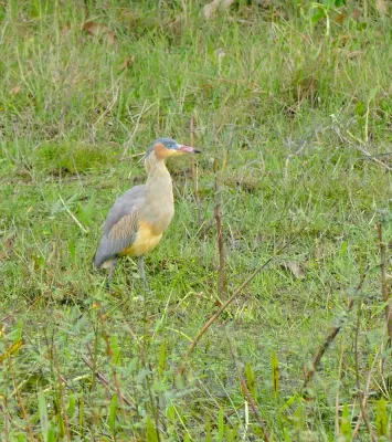 File:Whistling Heron (Syrigma sibilatrix) (29005350671).jpg