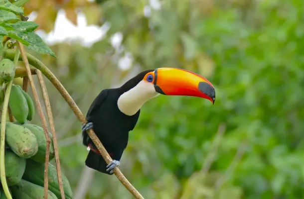 File:Toco Toucan (Ramphastos toco) in Papaya Tree (Carica papaya) (28997424215).jpg