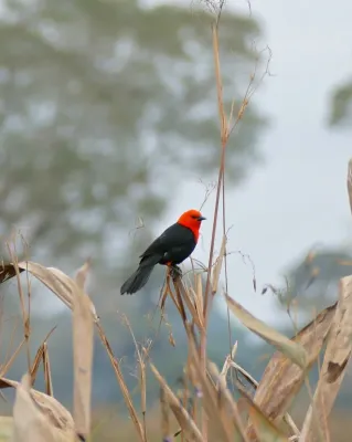 File:Scarlet-headed Blackbird (Amblyramphus holosericeus) (28337294363).jpg
